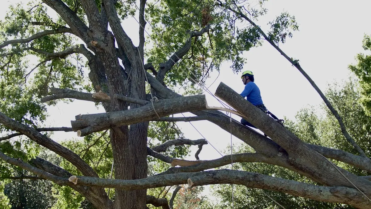 Professional Crown Thinning performed by certified arborists in Jackson Center
